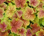 Heuchera Delta Dawn