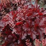 Heuchera Forever Red
