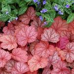 Heuchera Georgia Peach