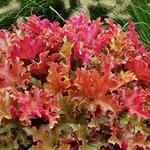 Heuchera Marmalade