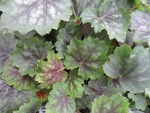 Heuchera Marvelous Marble