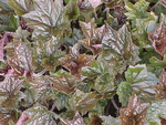 Heuchera  Palace Purple