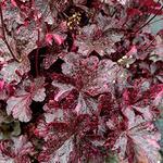 Heuchera Midnight Rose