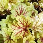 Heuchera Red Lightning