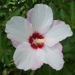 Hibiscus First Editions® Fiji™ Rose of Sharon