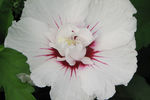 Hibiscus First Edition ®  Bail ™