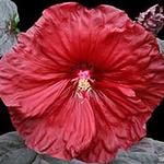 Hibiscus Purple Hearts