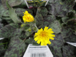 Hieracium Leopard
