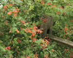 Honeysuckle Dropmore Scarlet