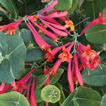 Honeysuckle Major Wheeler