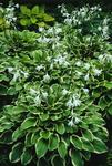 Hosta So Sweet