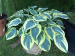 Hosta First Frost