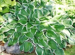 Hosta Francee