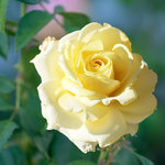 Rose Hybrid Tea Chantilly Cream