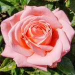 Rose Hybrid Tea Heavenly Scented