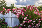 Hydrangea First Editions® Berry White®