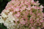 Hydrangea Bobo®
