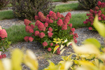 Hydrangea First Edition®  Spring Sizzle