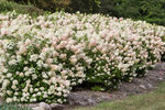 Hydrangea First Editions® Strawberry Sundae®
