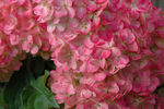 hydrangea First Editions® Vanilla Strawberry Tree