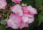 Hydrangea Game Changer Pink