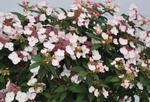 Hydrangea Game Changer Picotee