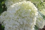 Hydrangea Limelight tree