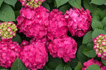 Hydrangea Endless Summer® Summer Crush®