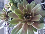 Sempervivum Brownii