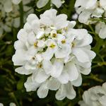Iberis Whistler White