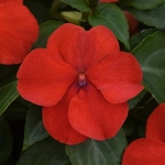 Impatiens Beacon Bright Red