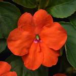 Impatiens Beacon Orange