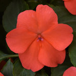 Impatiens Beacon Salmon