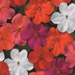 Impatiens Beacon Mix Select