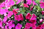 Impatiens Beacon Violet Shades