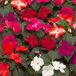 Impatiens Imara Mix