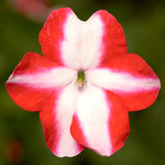Impatiens Imara Orange Star