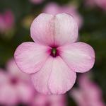 Impatiens Imara Pink XDR