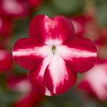 Impatiens Imara Red Star XDR