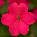 Impatiens Imara Rose