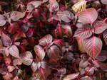Iresine Bloodleaf