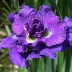Iris Kaboom