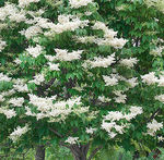 Japanese Lilac Ivory Silk
