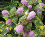 Lamium Anne Greenway