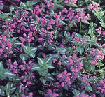 Lamium Chequers