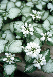 Lamium White Nancy