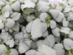 Lamium Red Nancy