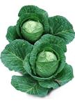 Cabbage Late Flat Dutch