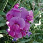 Lathyrus Pearl Mix Latifolius