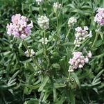 Lavender Rosea Jean Davis